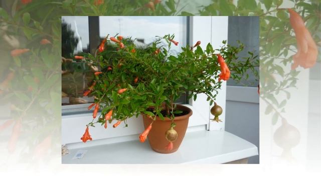 ✮"Палитра Жизни" Женские растения, притягивающие счастье смотреть онлайн