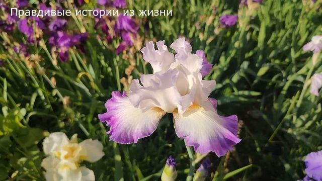 ? Он заставлял ее сделать страшное, но она вовремя остановилась ... История из жизни смотреть онлайн