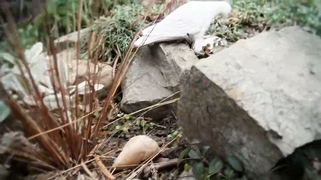 "SRBIJA RADI"- Prilog 0112: Klara Kis ,szr "Eurogarden" , Becej смотреть онлайн