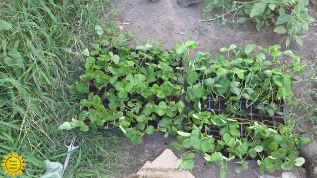 Клубника Альба. От рассады до сбора урожая. смотреть онлайн