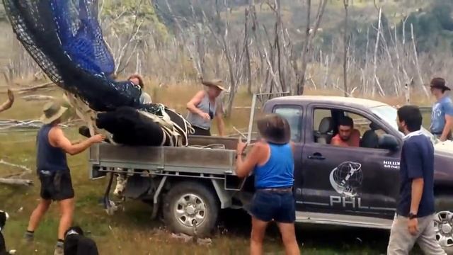 Mangatoi Station, Cattle muster & bull catching. смотреть онлайн