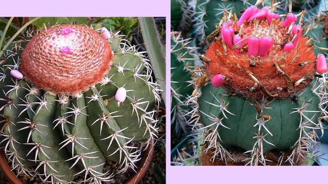 Мелокактус