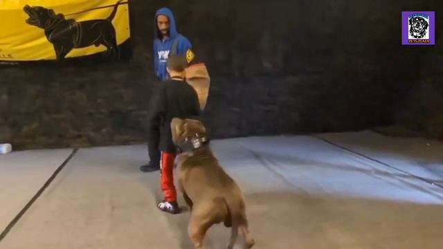 PitBull Price In India 2021 ( In Hindi ) : PitBull Price In India In States With Contact no : смотреть онлайн