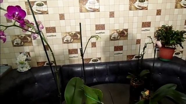 ОРХИДЕЯ.ПОДКОРМКА №2 ЯНТАРНОЙ КИСЛОТОЙ.ДЕКАБРИСТ ЗАЦВЕТАЕТ. смотреть онлайн