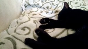 Кот дергает лапками во сне