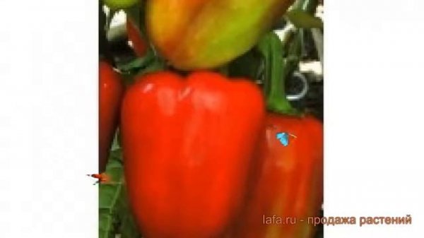 Перец сладкий Арсенал (arsenal arsenal) ? перец Арсенал обзор: как сажать семена перца Арсенал