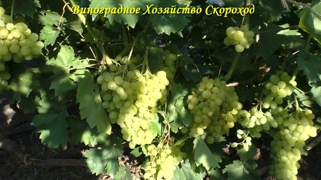 Цимус и Брависсимо - отличный результат смотреть онлайн