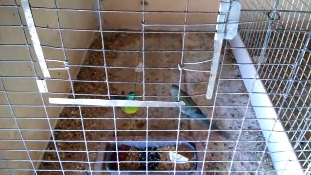 Певчие попугаи ч2!Птенцы вывелись смотреть онлайн