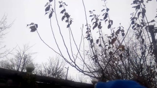 ОТВЕТ НА ВОПРОС. Почему не опадают листья на деревьях? смотреть онлайн