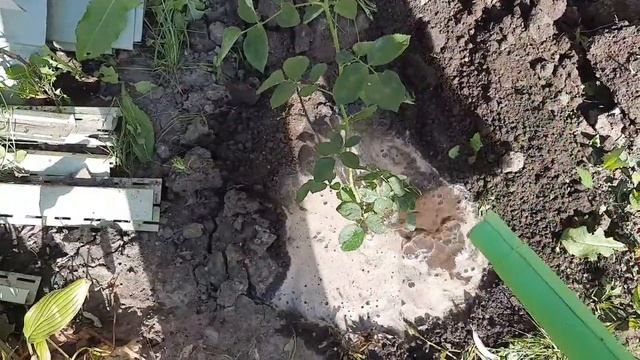 ПОСАДКА РОЗ НА ЦВЕТУ В ИЮЛЕ смотреть онлайн