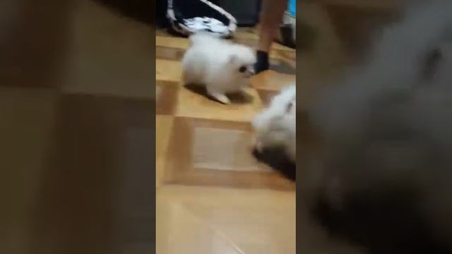 Мальчик и девочка др 2.03.19 смотреть онлайн