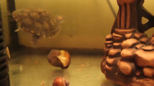 Красноухая черепаха беспределит смотреть онлайн