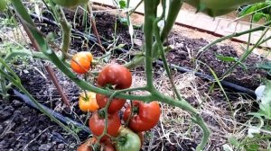 Томат Бабушкино тепло.