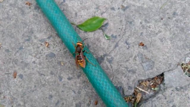 ОС смотреть онлайн