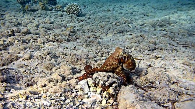 Танцующие осьминоги Tanzende Kraken, Dancing octopuses Utopia Beach Club ,Pensee Royal.Nikon w300 смотреть онлайн