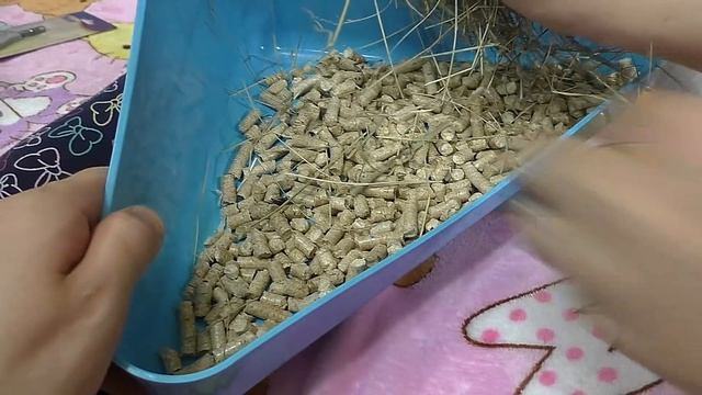 ТАЙНАЯ ЖИЗНЬ МОЕГО КРОЛИКА! Первые дни Бусинки в доме! Что нужно знать перед покупкой кролика? смотреть онлайн