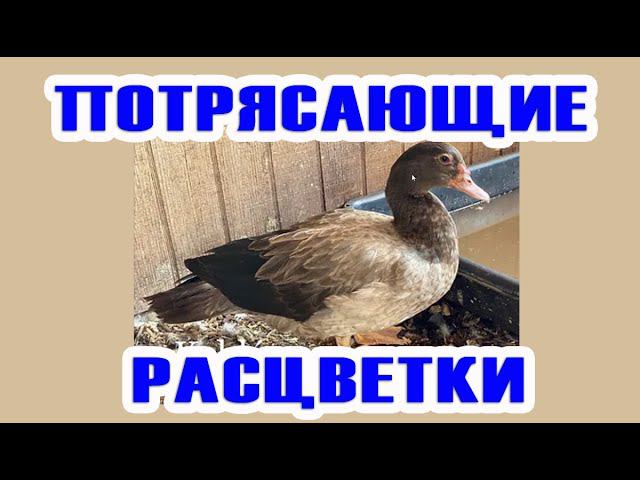 БРОНЗА такого невероятного окраса вы никогда не видели! Генетика мускусных уток часть4 смотреть онлайн
