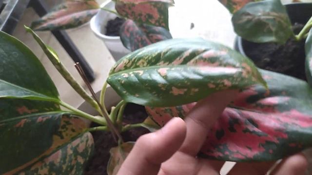 Aglaonema Pink Cochin • Aglonema Collections смотреть онлайн