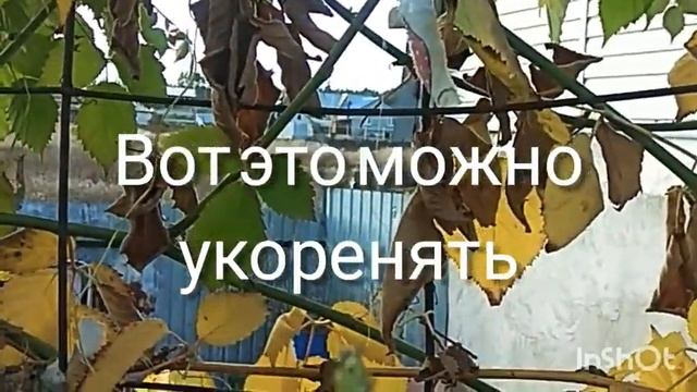 Готовим ежевику к зиме смотреть онлайн