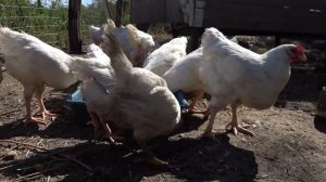 Какую породу кур держать на мясо Промышленный корниш Самая тяжелая порода кур Мясная порода кур