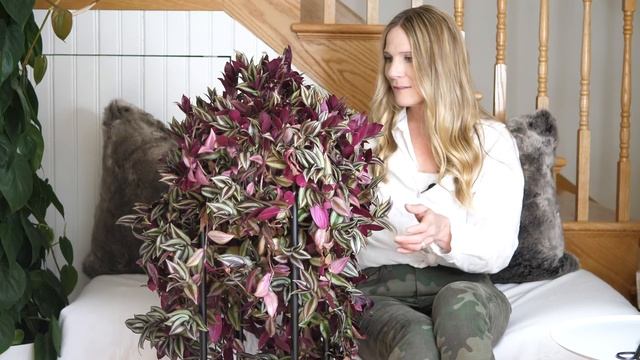 How to Grow a Huge Tradescantia! смотреть онлайн