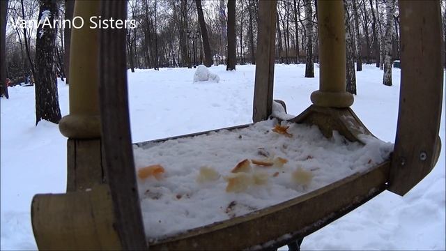 Feed the pigeons, Ostankino Park in the winter. Кормим голубей на ВДНХ, Останкинский парк зимой. смотреть онлайн