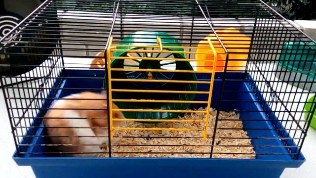 Выбор клетки для хомяка. Почему НЕЛЬЗЯ покупать маленькие клетки. смотреть онлайн