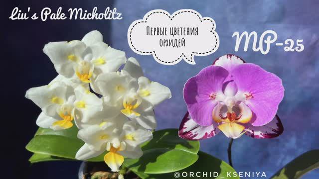 Первые цветения орхидей бабочек: Liu’s Pale Micholitz ‘ES’ 🐣 и MP-25 💕 Яркие азиатские подростки смотреть онлайн