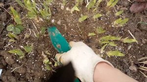 ❗НЕ ПРОПУСТИТЕ!!! ?ИРИСЫ ВЕСНОЙ.??УХОД, ПОДКОРМКА, ПРОФИЛАКТИКА БОЛЕЗНЕЙ.#ирисывесной #ирисы
