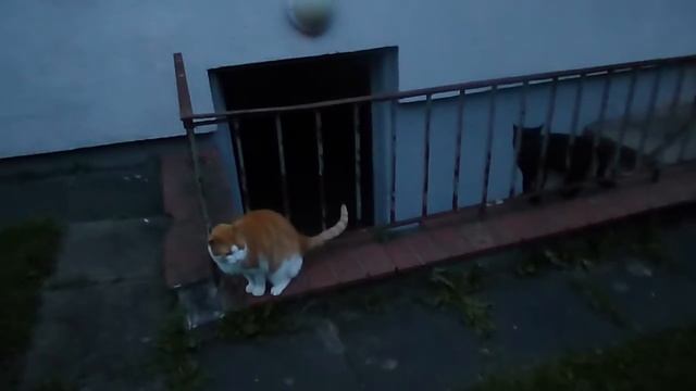 Оur cat, unser Kater, наш кот 1,,, (8) смотреть онлайн
