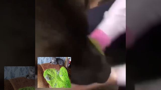 Прогулки с собакой в дождливую погоду