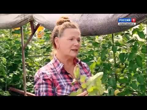 Болезни томатов. Шубина Людмила Николаевна. Сад Шубиной. смотреть онлайн