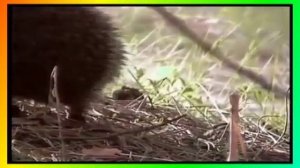 «ЁЖИК» Д.Кабалевский