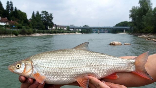 Рыбы из красной книги России, о которых вы даже не слышали! смотреть онлайн