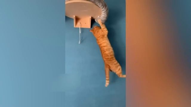 ПРИКОЛЫ С КОТАМИ! САМЫЕ Смешные Животные С ОЗВУЧКОЙ! СМЕШНЫЕ КОТЫ! ДО СЛЁЗ! смотреть онлайн