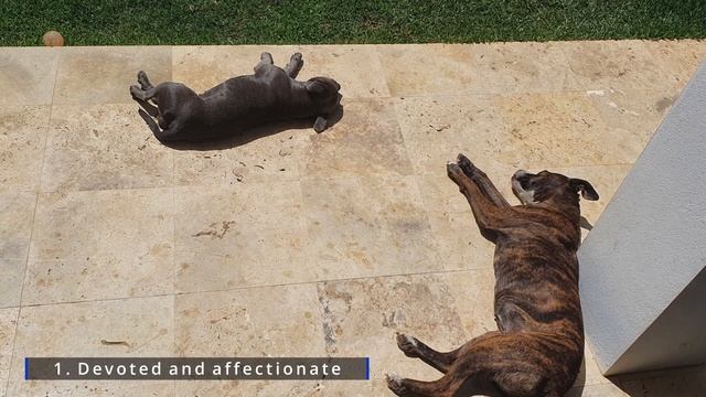 Staffy Bull Terrier Vs Amstaff: 6 KEY DIFFERENCES