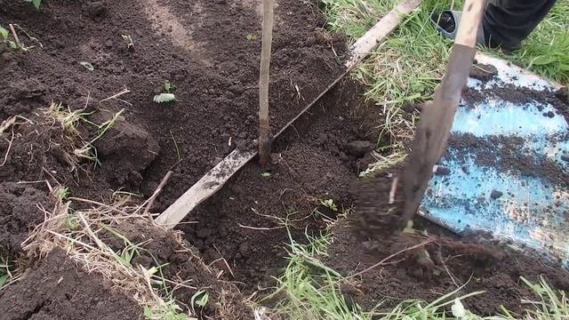 КАК ПОСАДИТЬ ЧЕРЕШНЮ ИЗ КРЫМА В СРЕДНЕЙ ПОЛОСЕ РОССИИ! смотреть онлайн