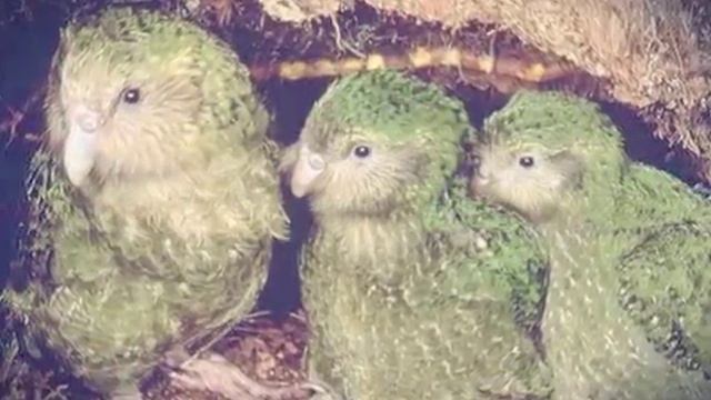 Попугай Какапо (Created with @Magisto) смотреть онлайн