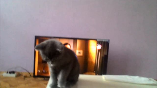 Джоуи - смешной кот играет с пенопластом(не съел) смотреть онлайн