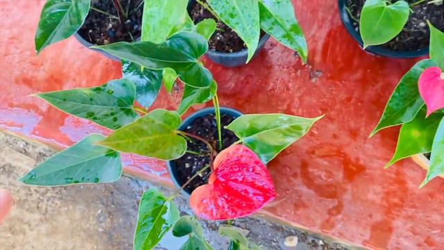 🇱🇰 ඇන්තුරියම් මිල ගනන් අඩු කරා -anthurium wagawa sinhala Plants World #2023 смотреть онлайн