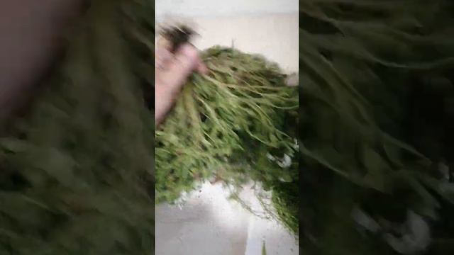 Гига Вайт алиссум смотреть онлайн