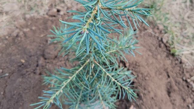 White Fir (abies concolor) "Santa Fe" from shop.arborday.com смотреть онлайн