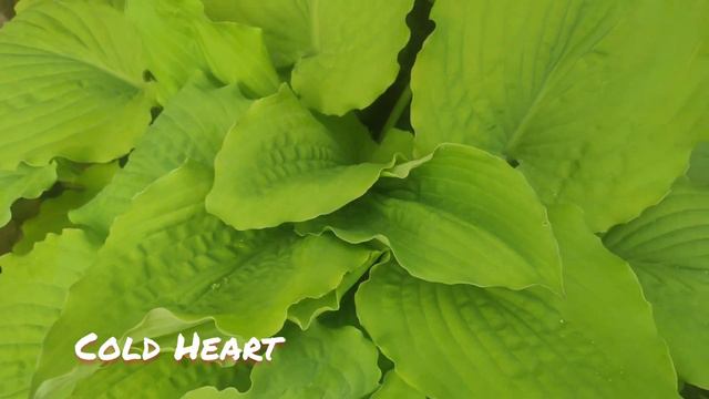 Хоста Cold Heart.... невероятная красотка смотреть онлайн