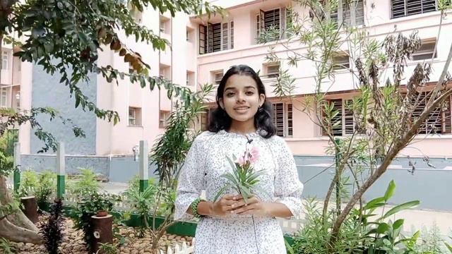 Plumeria alba English смотреть онлайн