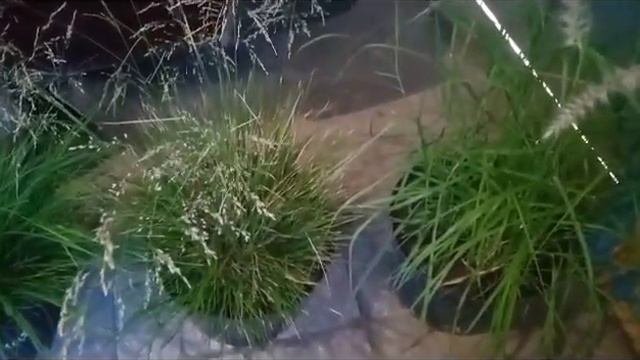 Покупки в местном питомнике цветов на 5 600 руб. Злаки и мискантусы. смотреть онлайн