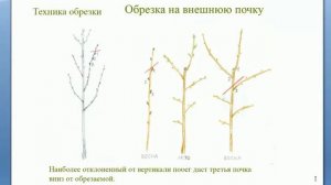 Техники обрезки плодовых деревьев - важнейший принцип формирования кроны. Обрезка на третью почку.