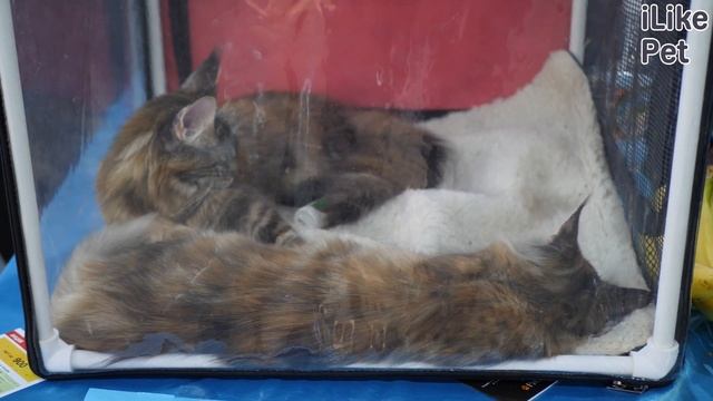 4 распространенных причины появления колтунов у кошки смотреть онлайн