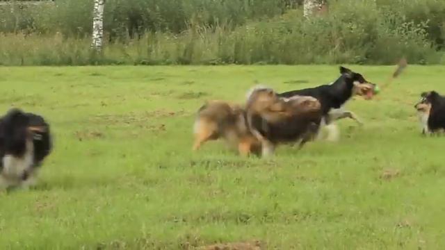 sheltit ja bortsu kentällä 08/2014 смотреть онлайн