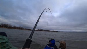 ТАК ЕЩЁ НИ КТО НЕ ЛОВИЛ! Ловля судака на Дону! РЫБАЛКА НА ДОНУ!