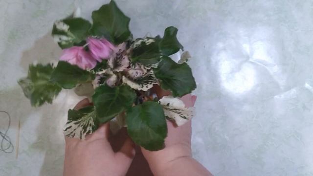 Трейлерные фиалки: DS-Невеста, Ellie Gardner, Cherokee Trail смотреть онлайн